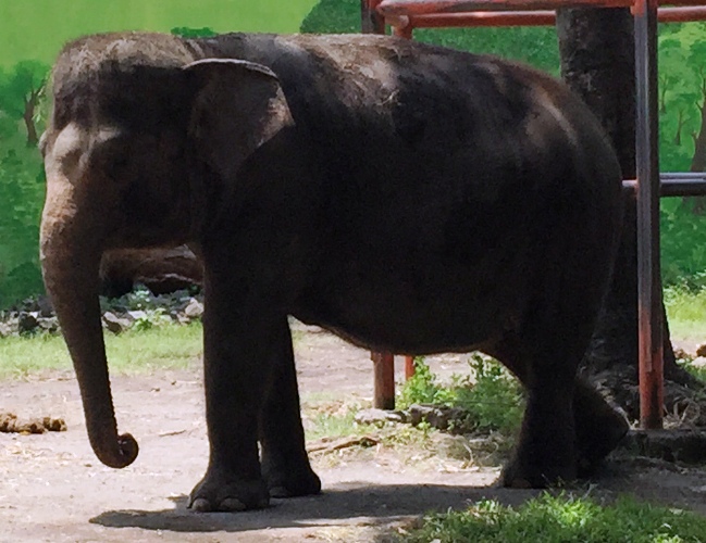 Elephant in Surabaya Zoo Finally Unchained. Thanks to 4,000 Signatories of Scorpion’s Petition (January 9, 2017)